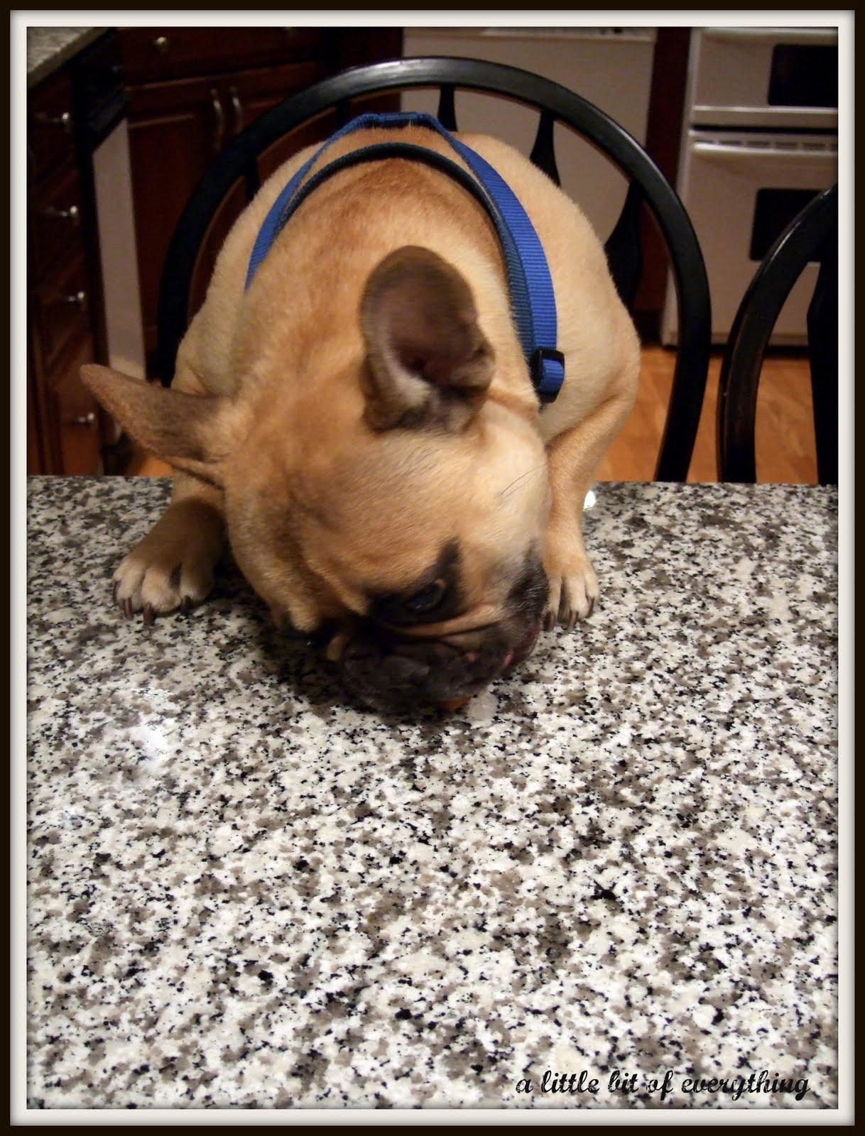 a little bit of everything Recipe Dog Bone Treats