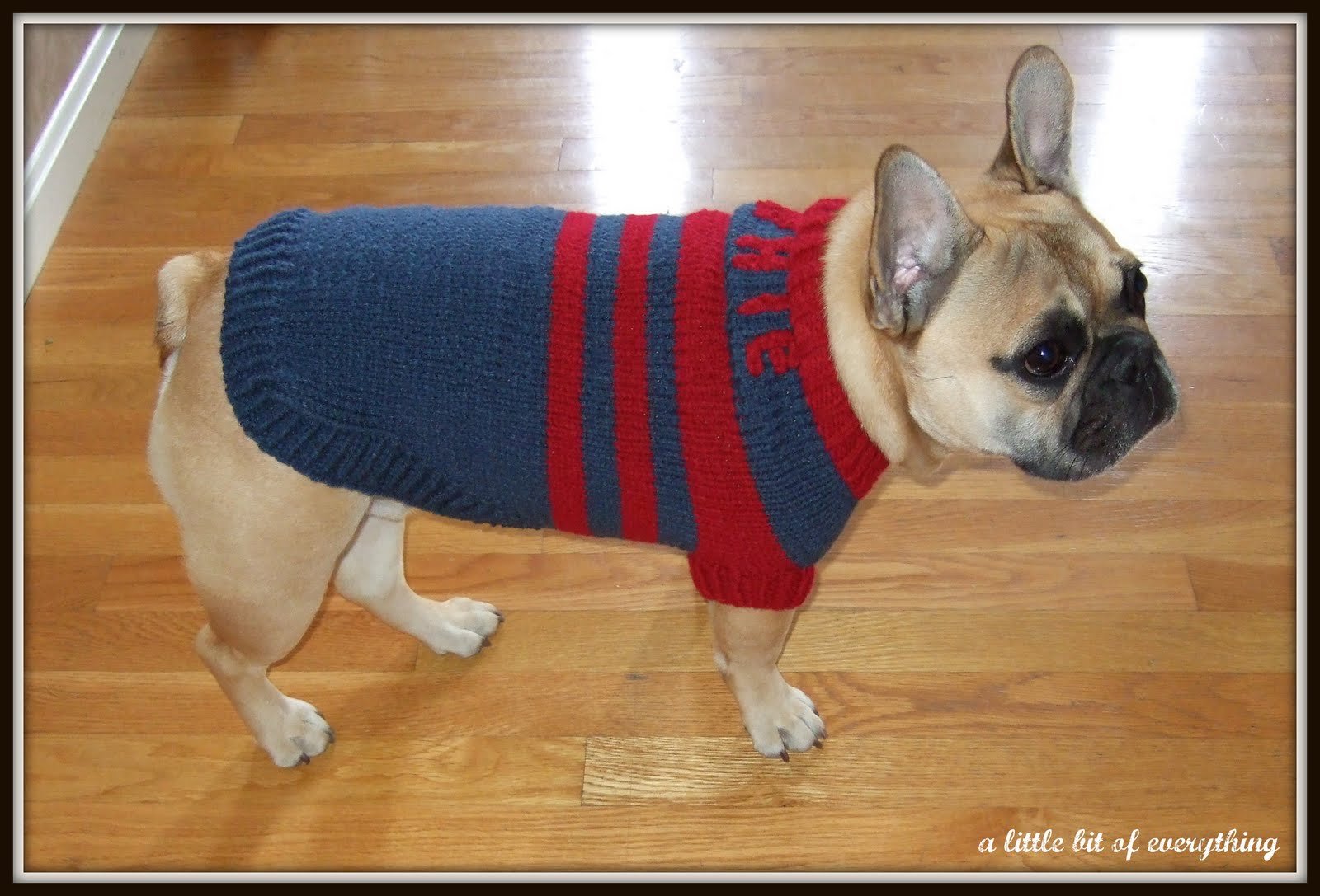 a little bit of everything Needlework Ralphie's New Doggie Sweater