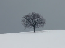 Albero solitario