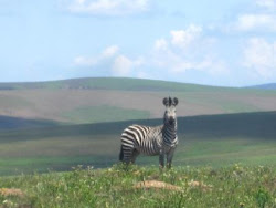 Zebra on Nyika plateau!