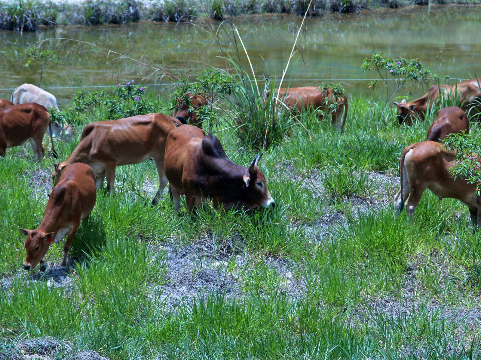 Cattle Ownership Program