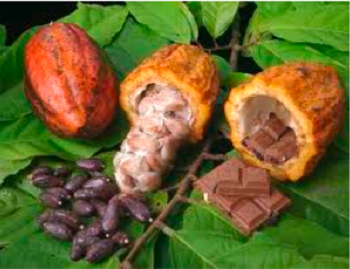 The Yogurt Diet. Raw Cocoa Toxic?