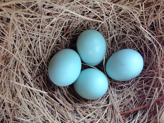 Hybrid Birder: Eastern Bluebird Egg Color