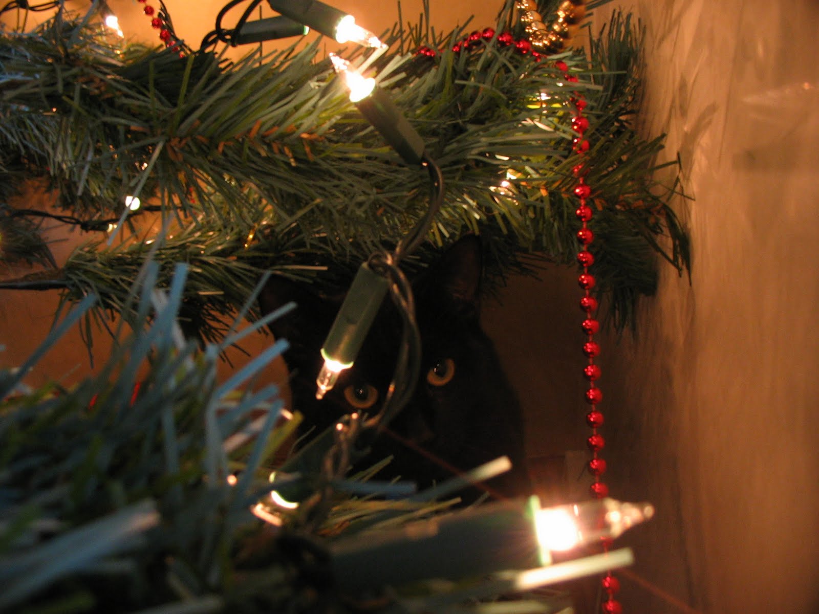 [IMG_4841.JPG]