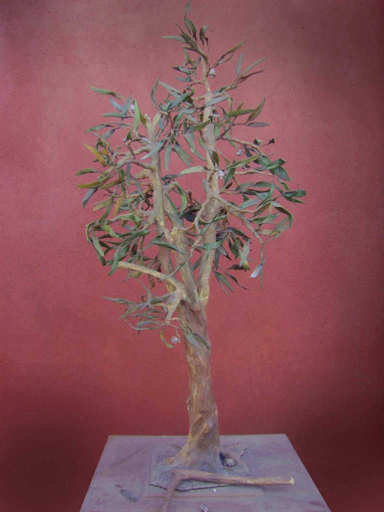 [Bonsai+eucaliptus.JPG]