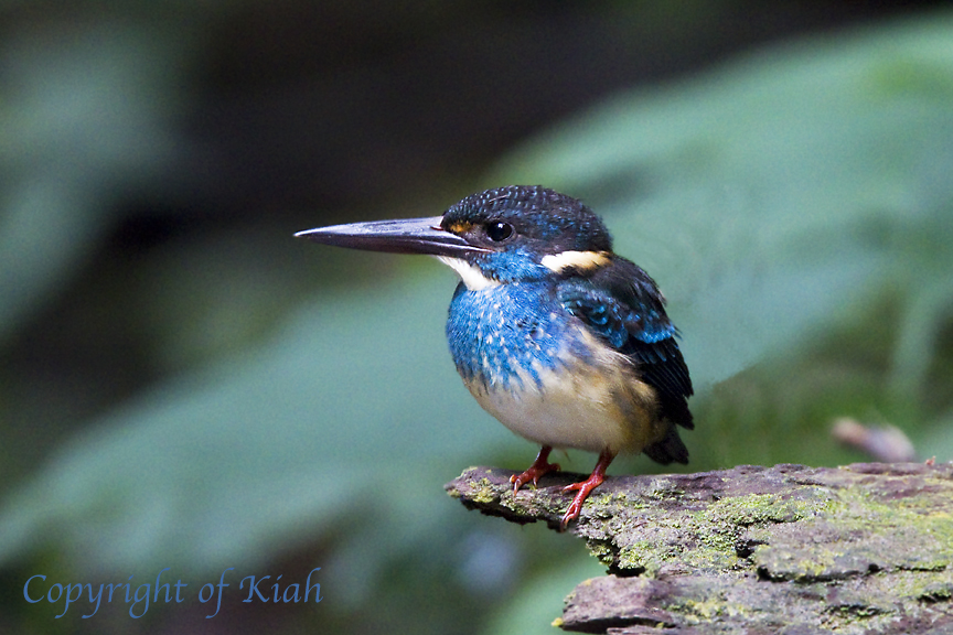 A Wildbird Photographer's Diary Bluebanded Kingfisher