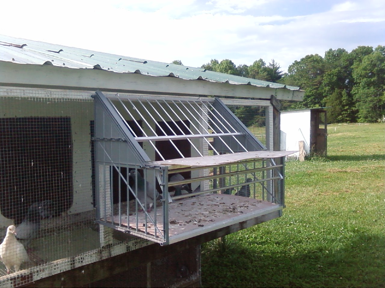 Rock Dove Farm: Belgian sputnik drop in traps