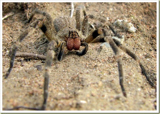 spider bites pictures on spider bites pictures on humans. spider bites pictures on