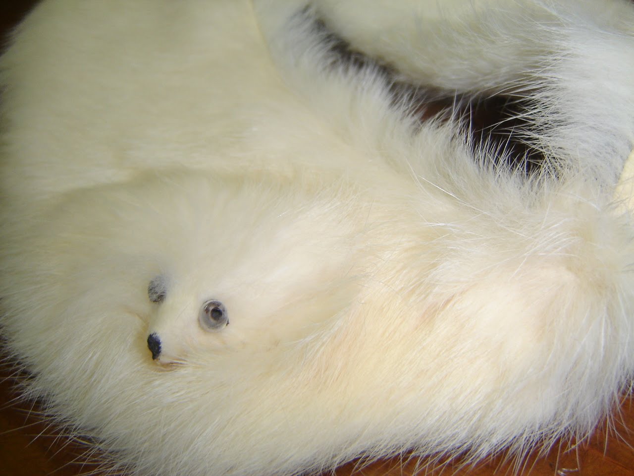 HOB NOBBERS June 2010