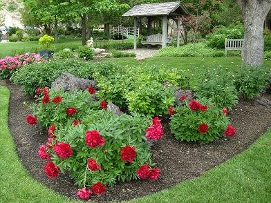 Peony Cage
