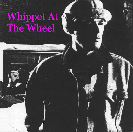 Whippet At The Wheel