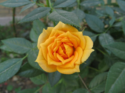 this beautiful Rose flower