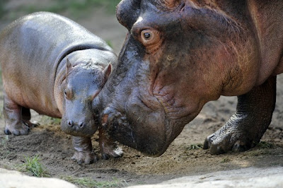 A+baby+hippopotamus+named+Kumba++Amneville+zoo,+eastern+France.+Hippopotamus+1.jpg
