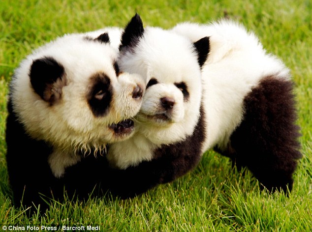 Thai Panda Meet the Tiger Dog Chinese pet owners dye meet tiger dog chinese pet owners dye