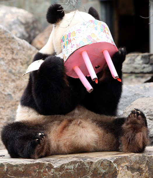 Funi+the+Panda+enjoys+eating+her+birthday+cake+to+celebrate+her+first+Australian+birthday+3.jpg