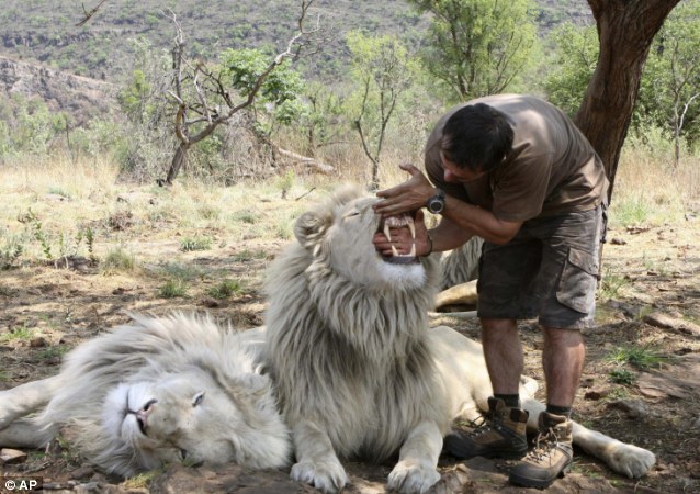 wide: The 34-year-old animal behaviourist braves a fearsome set of fangs wide: The 34-year-old animal behaviourist braves a fearsome set of fangs