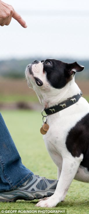 Billericay Dog Training School Billericay Dog Training School