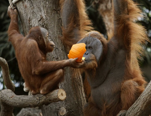 An Orangutan Eats Pumpkin During A Halloween Breakfast