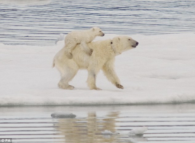 I'm hitching a lift: Polar bears develop new tactics to protect their 