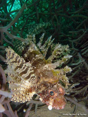 Zebra Lionfish, Mucky Pirates Bay, Pemuteran, North west Bali