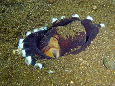 Octopus in Mucky Pirates Bay, Pemuteran, NW Bali