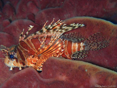 Lionfish, Menjangan Island, NW Bali