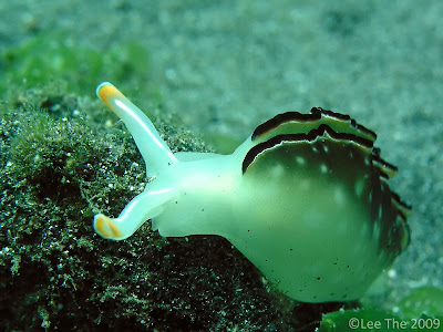 Folded NudiBranch, secret bay, Bali