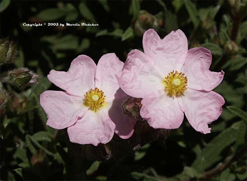 Kate Presents Rock roses add easy drought tolerant color