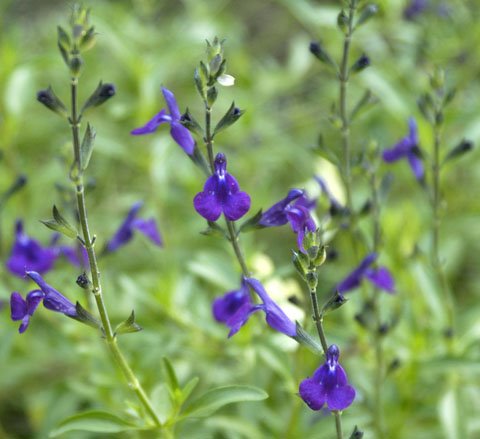[salvia+'navajo+dark+purple'.bmp]
