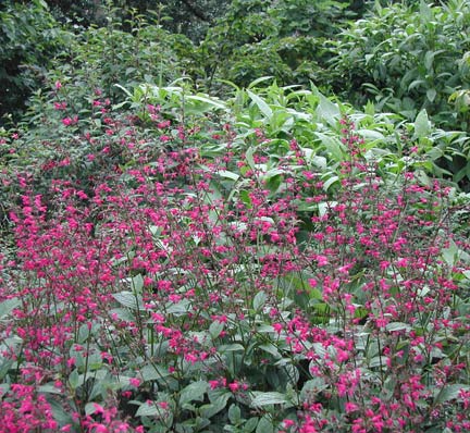 [salvia+chiapensis.jpg]