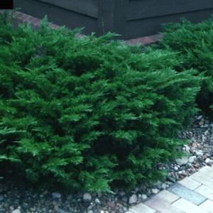 [Juniperus+Scandia+18]
