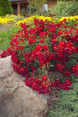 Flower Carpet Roses Are The Easiest Rose To Grow Sage Outdoor Designs