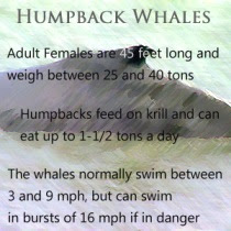 Some facts and figures about humpback whales