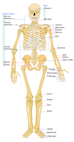 Tulang - 15 Fakta Menarik Tentang Tubuh Kita - Simbya