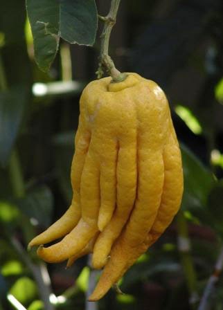 Inilah 10 Buah Dengan Bentuk Aneh