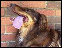[dogpanting.jpg]