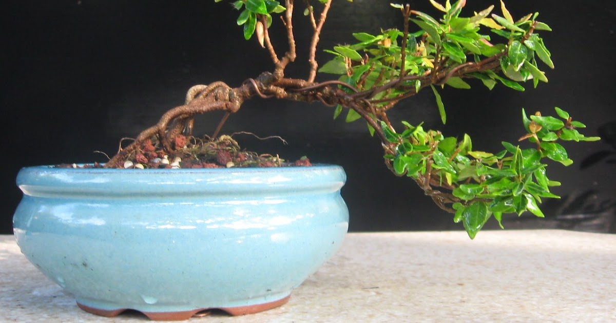 Bonsai Beginnings Jasmine One Fine Vine