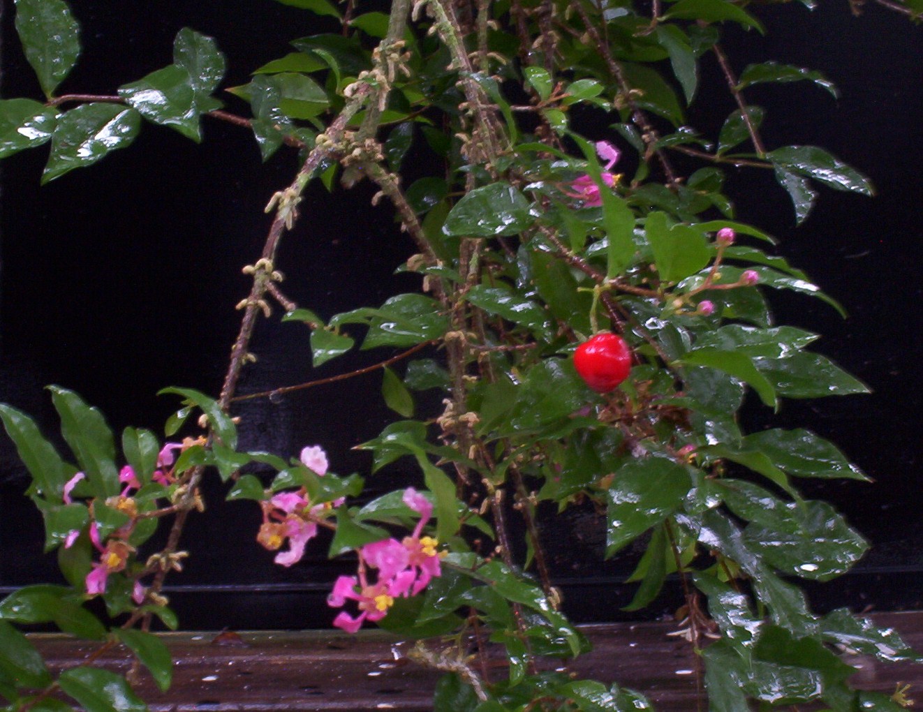 Bonsai Beginnings The Barbados Cherry makes a great bonsai tree.