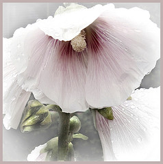 Hollyhock