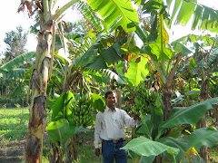 Banana Tree Garden