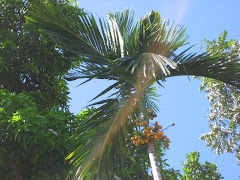 Bettelnut Tree, Jaflong