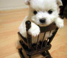 Doggie In A Chair