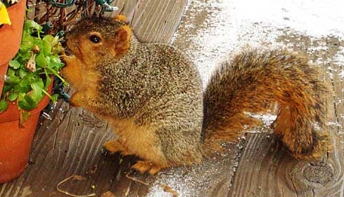fox squirrel (Sciurus niger) fox squirrel (Sciurus niger)