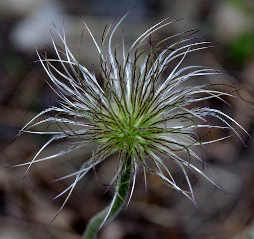 Pasque flower (Anemone patens) pasque flower (Anemone patens)