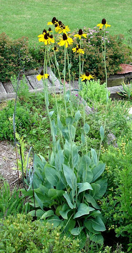 Giant Coneflower, Rudbeckia Maxima Giant Coneflower, Rudbeckia Maxima