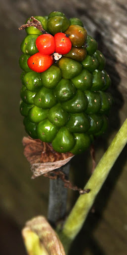 Jack-in-the-pulpit (Arisaema triphyllum) Jack-in-the-pulpit (Arisaema triphyllum)
