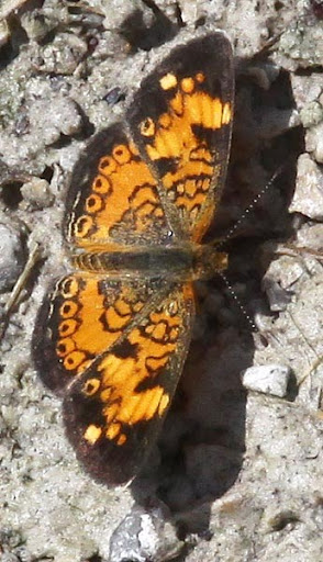 Pearl Crescent (Phyciodes tharos) Pearl Crescent (Phyciodes tharos)