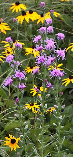Rough Blazing Star (Liatris aspera) Rough Blazing Star (Liatris aspera)