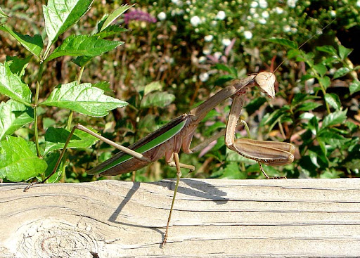 Praying mantis (Mantis religiosa) Praying mantis (Mantis religiosa)