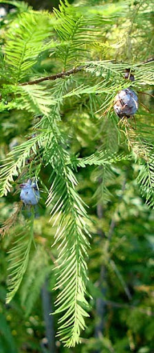 Bald Cypress with galls Bald Cypress with galls
